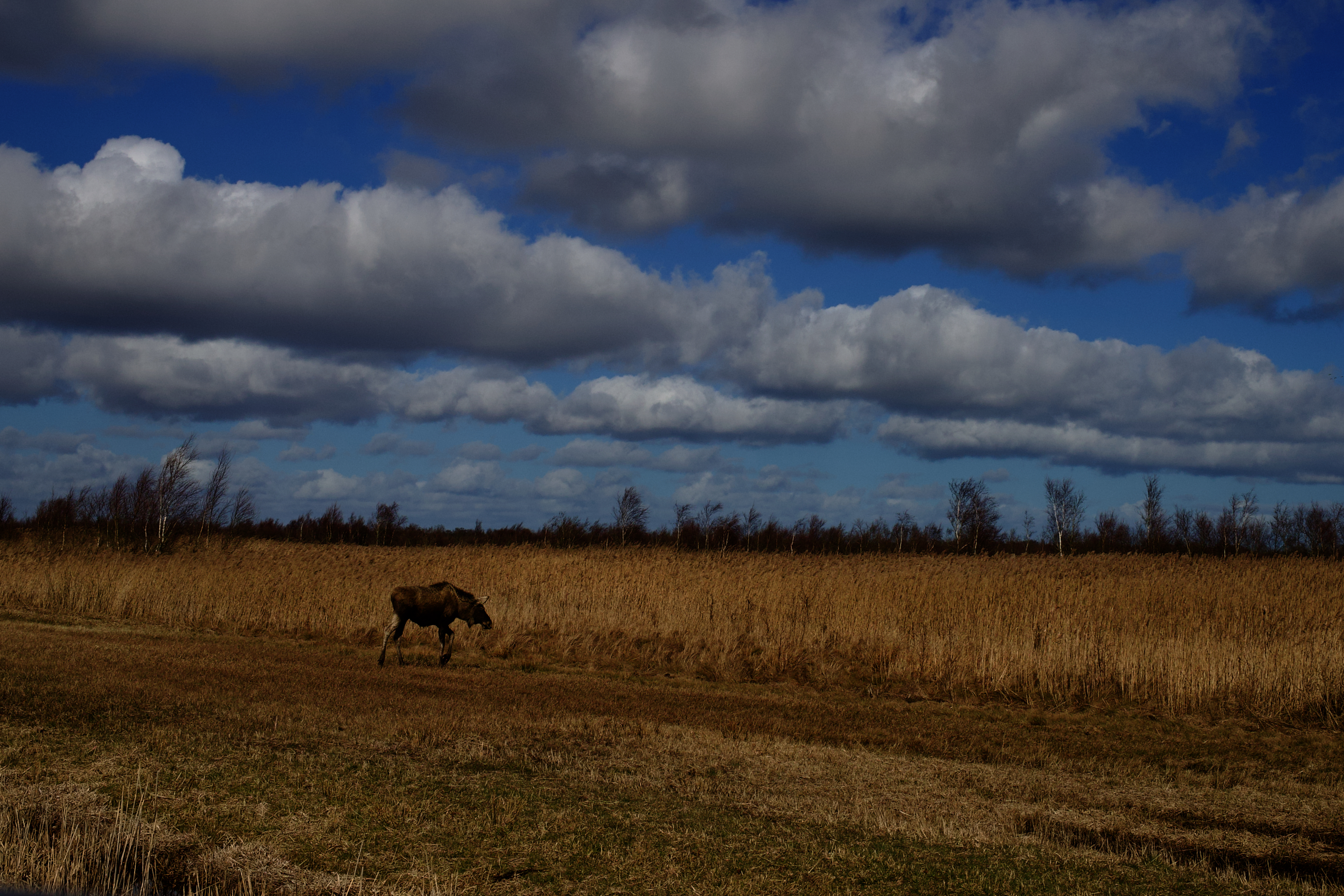 IMG_5502.jpeg
