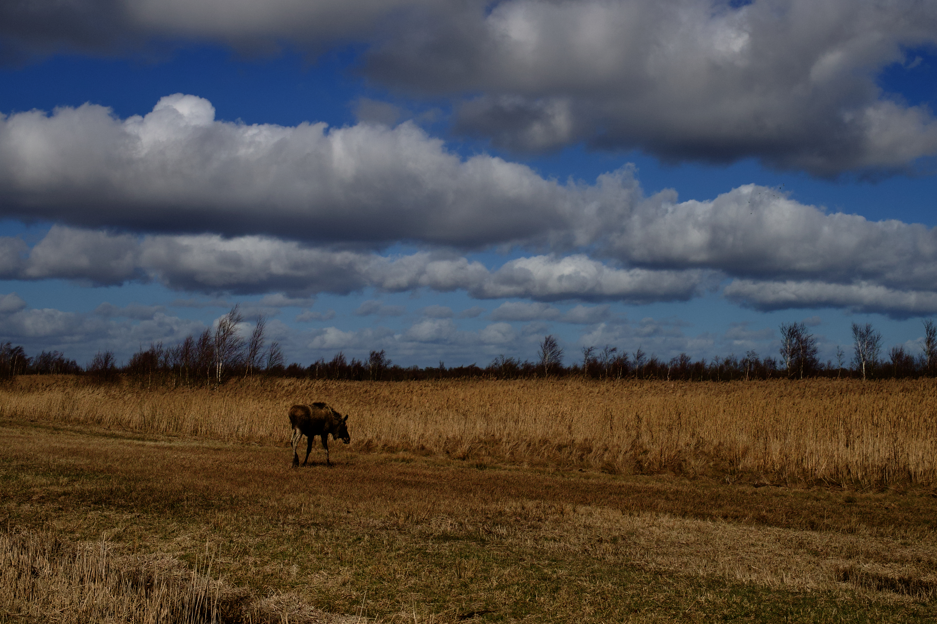 IMG_5500.jpeg